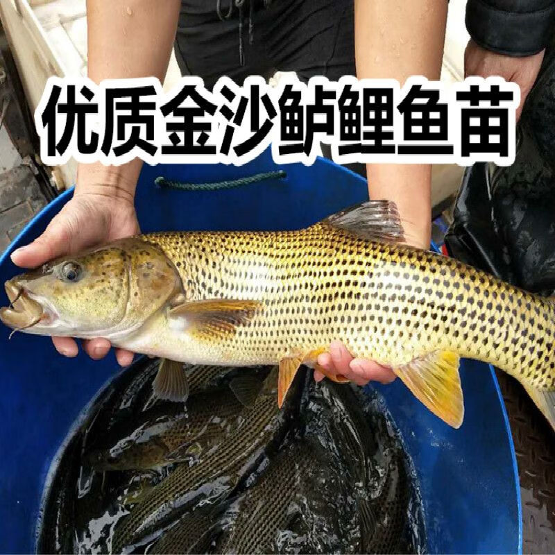 金沙鲈鲤鱼大花鱼豹纹花鱼名贵特种稀有原生猛鱼江鰛老虎鱼淡水 【中