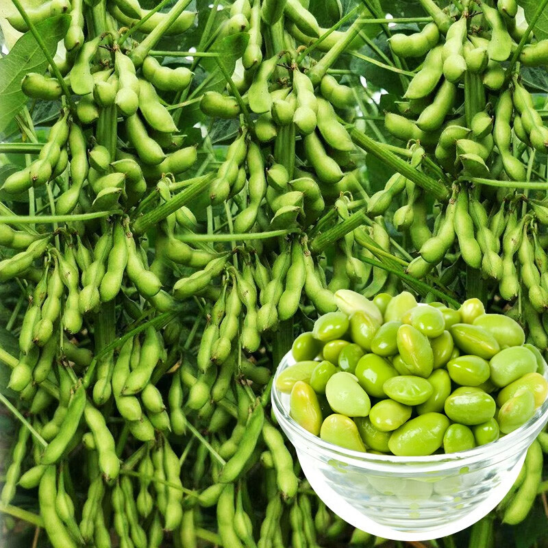 北蔬菜毛豆种子早熟矮生大荚黄豆 淮鲜豆7号毛豆种子 50g/袋