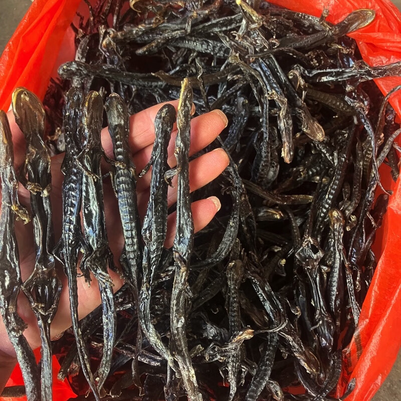中药材娃娃鱼干中药材羌活鱼杉木鱼白龙小鲵科大鲵 羌活鱼小鱼10条