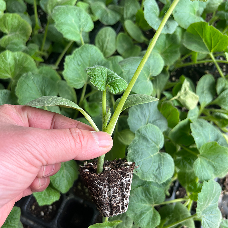 博卉西葫芦苗站瓜苗北瓜搅瓜小南瓜盆栽菜园无蔓耐热耐寒高产蔬菜种苗