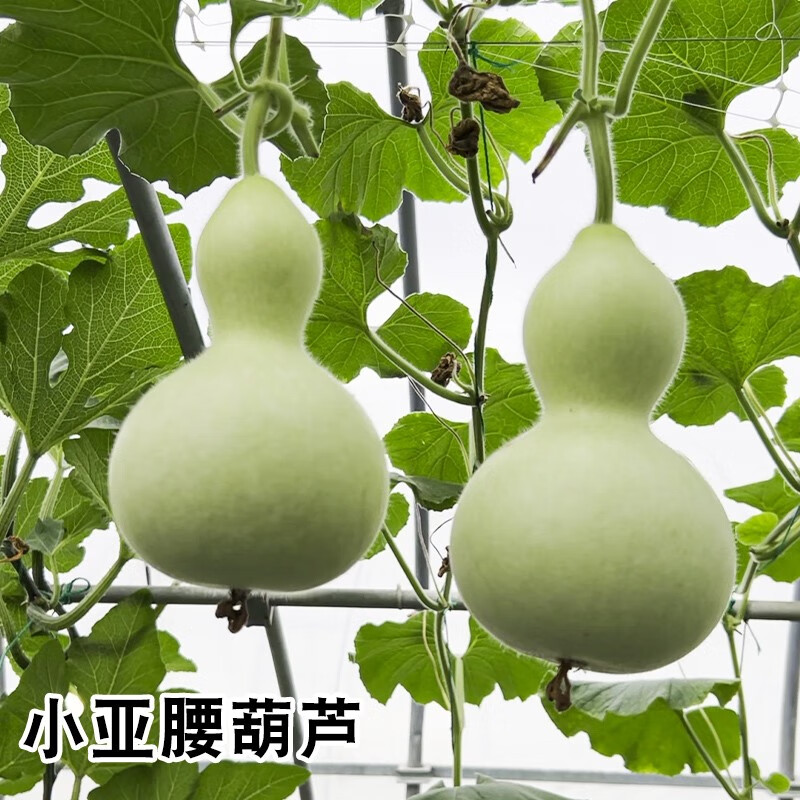 种菜记 手捻葫芦种子天鹅磨盘亚腰长柄鹤首瓢葫芦种籽孑盆栽文玩葫芦