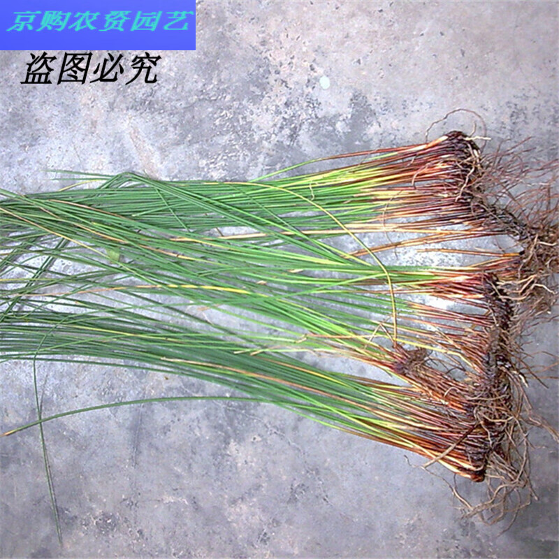 灯心草苗水葱草灯芯草苗盆栽植物野生龙须草苗z2 状苗5-10株 不含盆