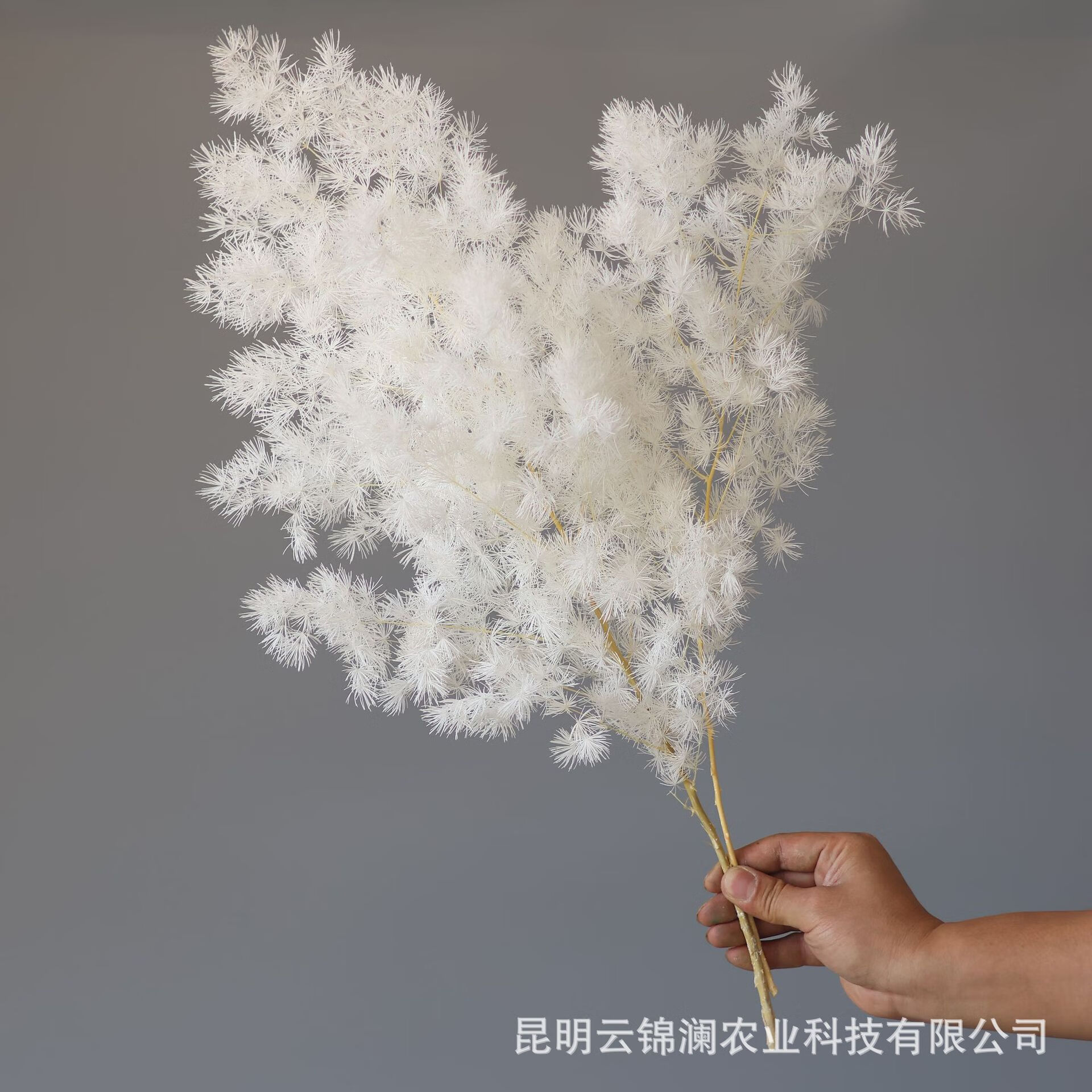 蓬莱松永生花干花云南批发北欧风格家居软装花店花材 白色 45