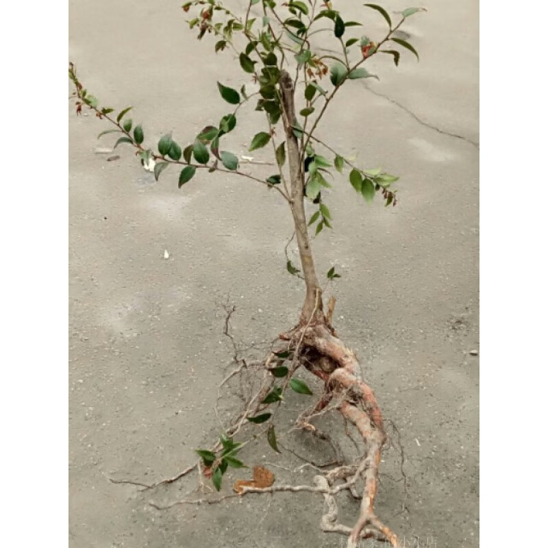 文静花坊  大叶 南烛叶南烛树苗乌饭叶乌饭树苗乌饭盆景现挖 一株小苗