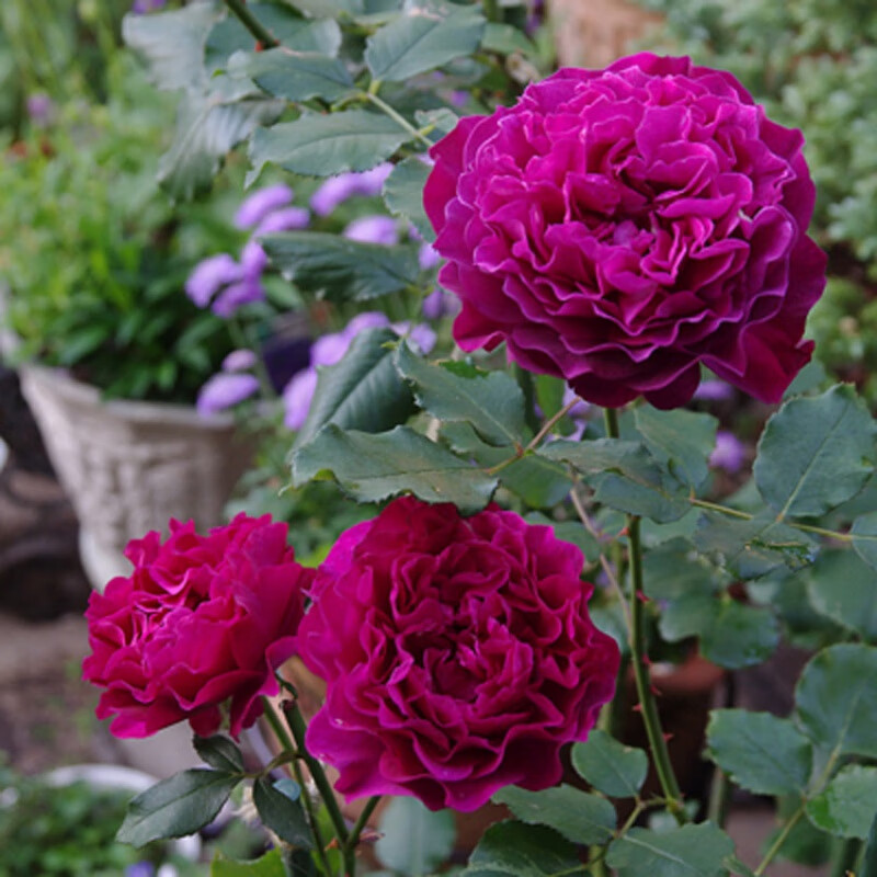 大花浓香波浪边月季花苗暮光之城四季玫瑰花盆栽庭院阳台露台花卉