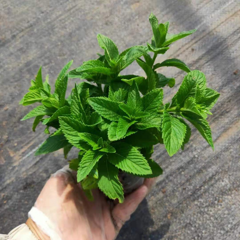 mojy中华土薄荷小苗食用银丹草香草绿植盆栽清凉驱蚊 苏格兰薄荷 1盆
