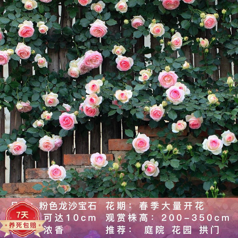 怎么查看花卉的历史价格|花卉价格历史