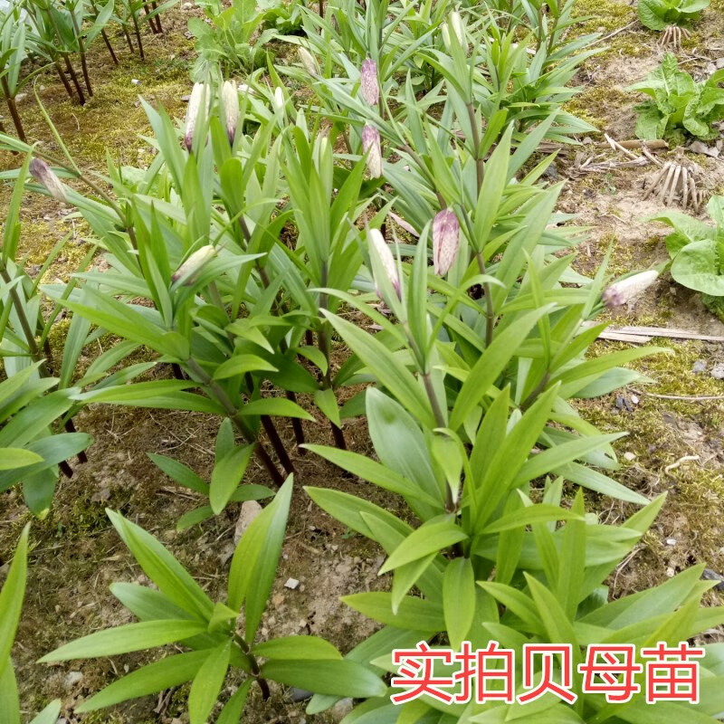 姒桀高山川贝母贝母种苗种球 恩施贝母苗中药材贝母基地贝母 1颗 不含