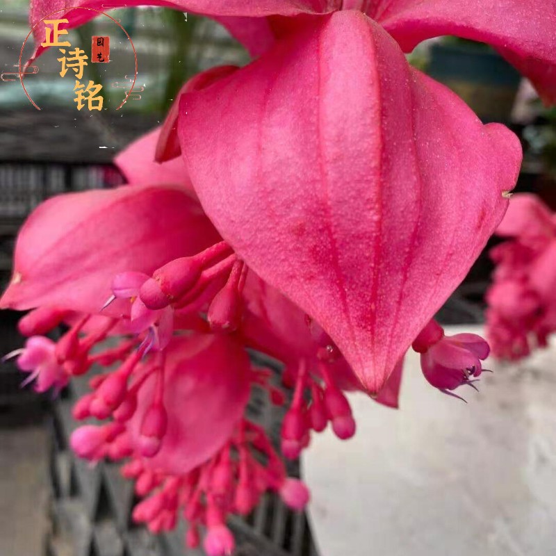 进口宝莲灯5头红色 5~6花苞 湿度 带盆栽好