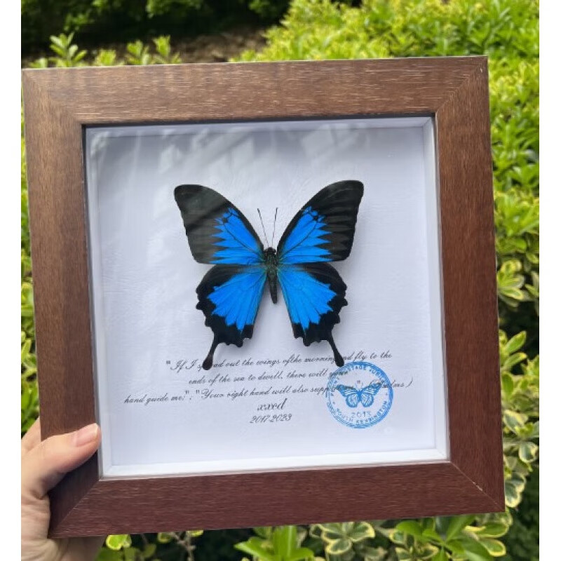 光明女神蝶夜明珠闪蝶真蝴蝶标本家居装饰画情人节蝴蝶标本 *天堂凤蝶