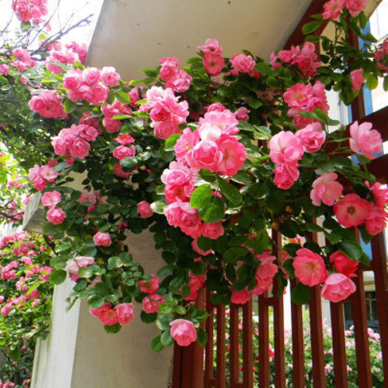 玩冒（WMO）蔷薇花苗四季开花爬藤花卉藤蔓当年开花多花庭院攀爬阳台盆栽耐寒 自选【颜色留言】【3棵+复合肥】