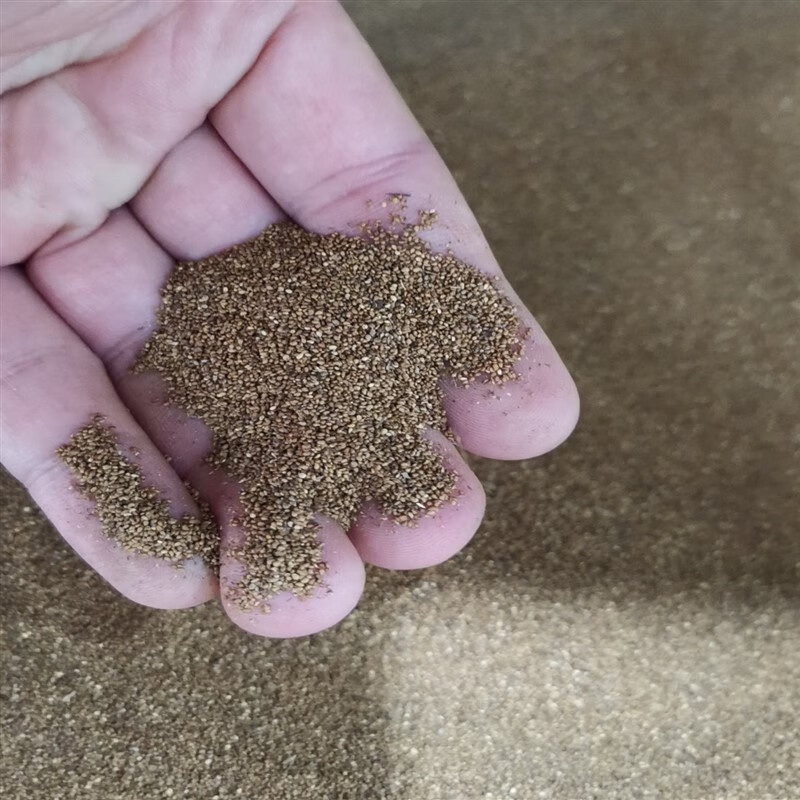 芗苒委陵菜种子阳台庭院花种室内四季易种花籽景观地被花卉种籽