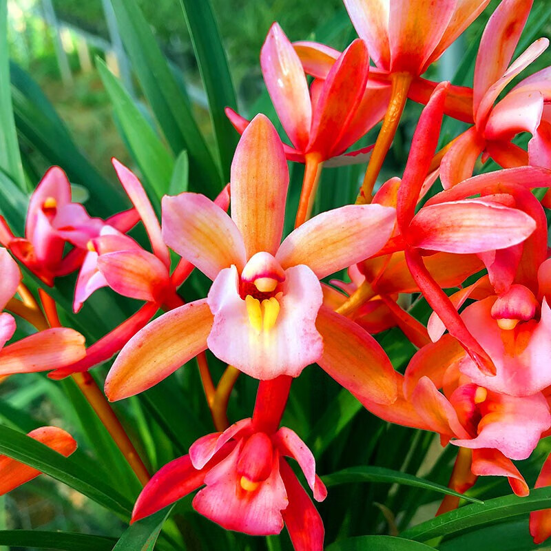 新手好养红贵妃香妃盆栽室内花卉四季兰建兰绿植好养 1颗5苗樱花兰花