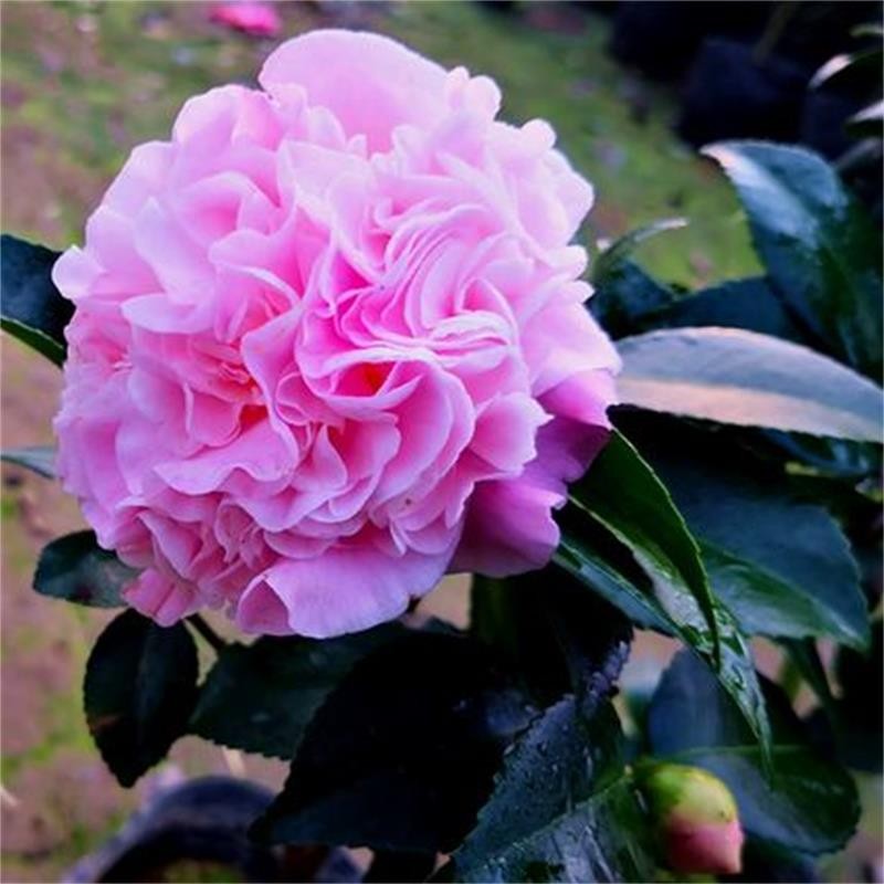 花卉商品的历史价格查询|花卉价格走势