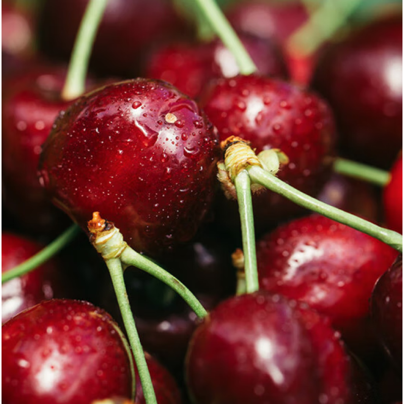 樱鲜智利进口车厘子【JD/顺丰】多地次日达4J级5斤可选年货节送礼礼盒 4斤(净重) 礼盒装【带箱5斤】 巨无霸 JJJ 10-12g丨个大超甜