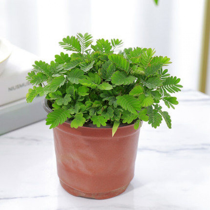 锦语  含羞草小盆栽室内阳台植物四季常青易种花卉怕羞草害羞草趣味