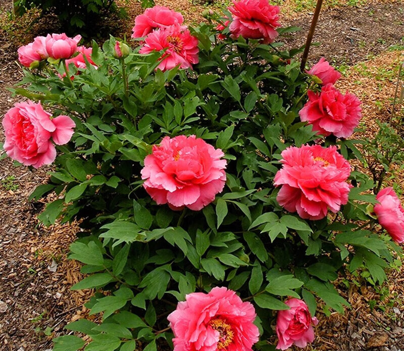 oimg荷泽 牡丹花山东荷泽牡丹花苗盆栽大苗洛阳正宗带花盆栽好养庭院