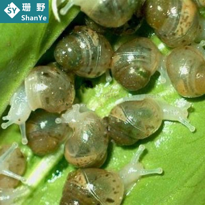 白玉蜗牛活体 幼蜗牛小白玉蜗牛宠物小蜗牛活体精品学生幼儿园观赏