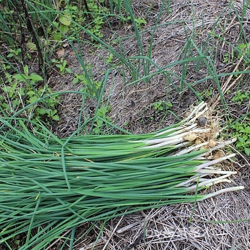 野胡葱新鲜马葱小根蒜野荞头叫头菜野小蒜香葱现挖现发野胡葱新鲜 2斤