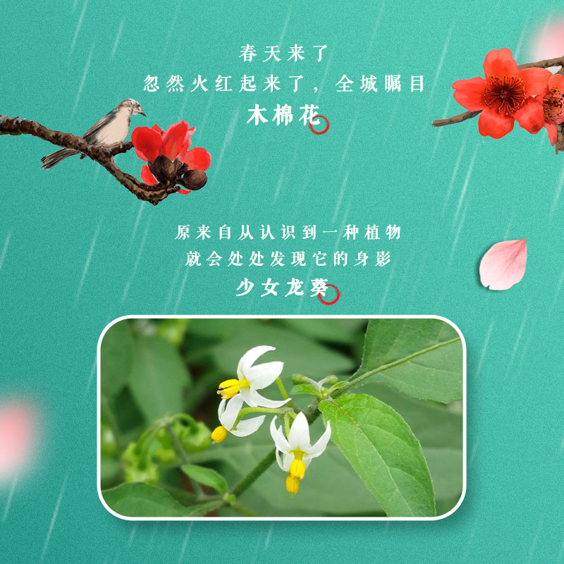 早安！我的植物邻居详情图