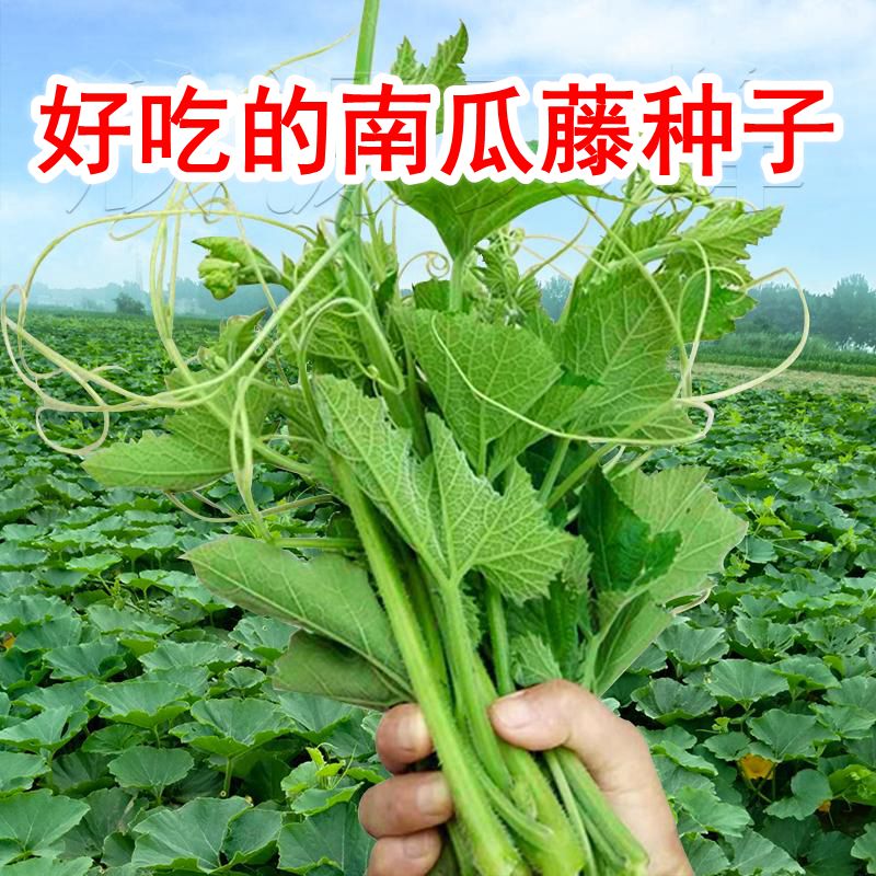 南瓜尖种子南瓜藤茎专吃南瓜秧苗嫩叶春夏易种植蔬菜种子大全 南瓜尖