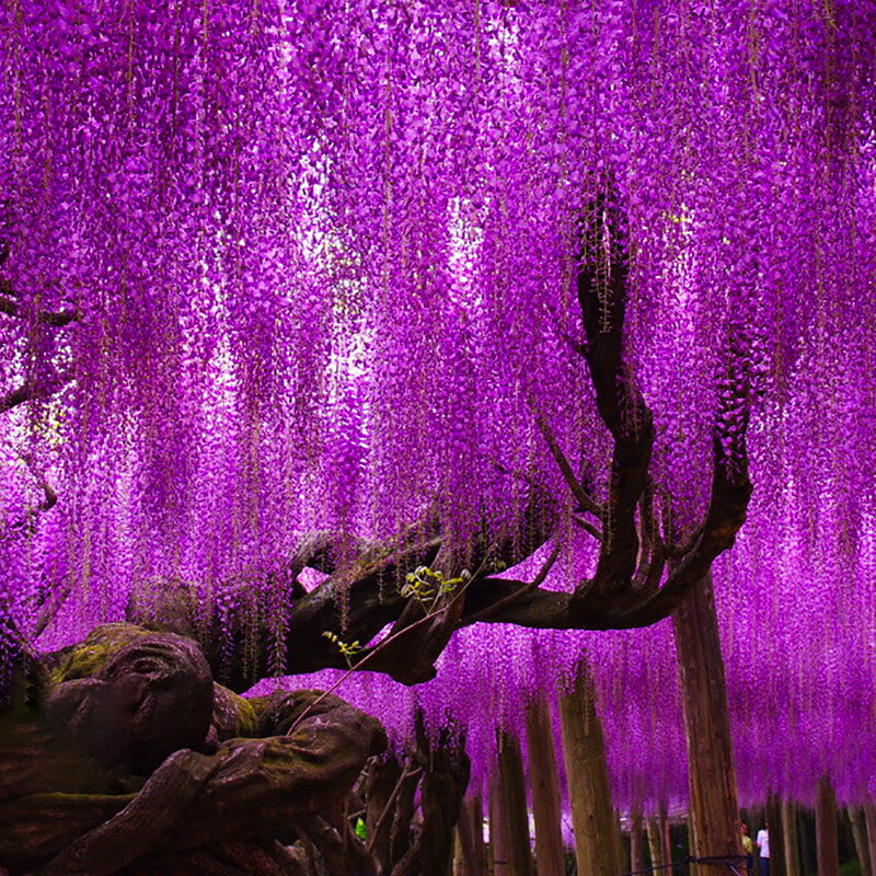 姒桀紫藤树苗爬藤植物庭院绿化围墙四季开花卉盆栽花苗日本紫藤萝蔓