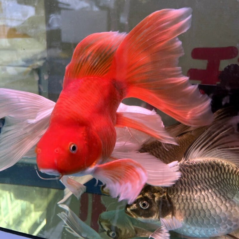 台湾贵妃纯种短身球体蝴蝶鲤鱼魔碟火红长尾观赏鱼冷水观赏鱼苗 火焰