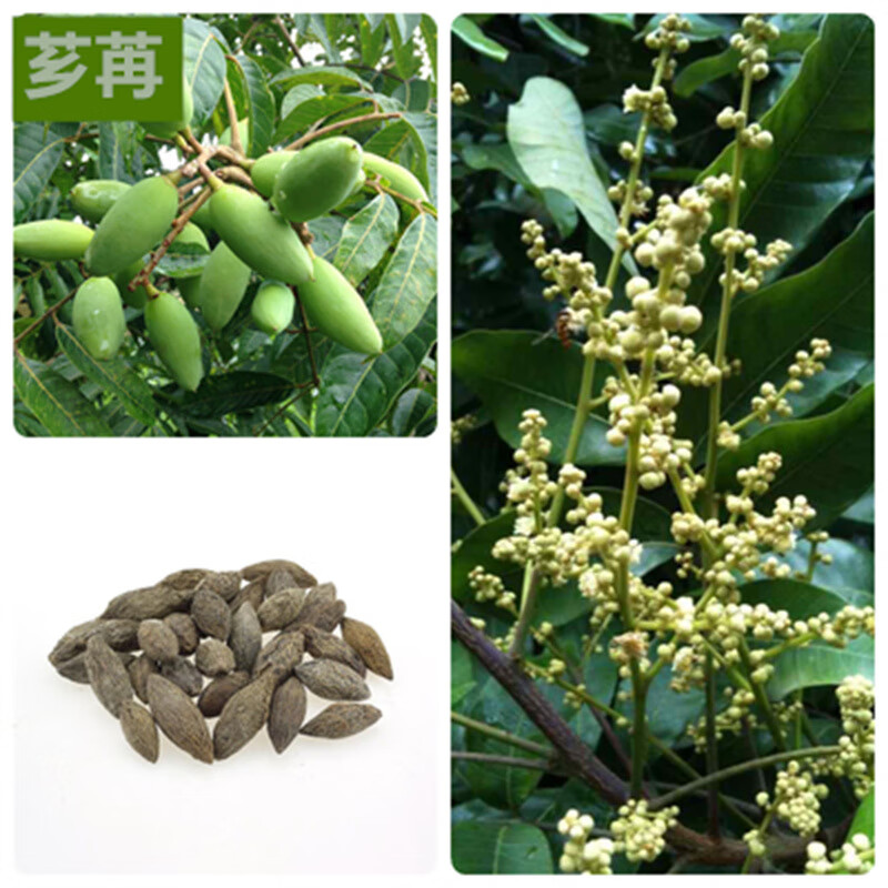 芗苒新采小叶榄仁种子 细叶榄仁种子 非洲榄仁种籽林木行道树种子