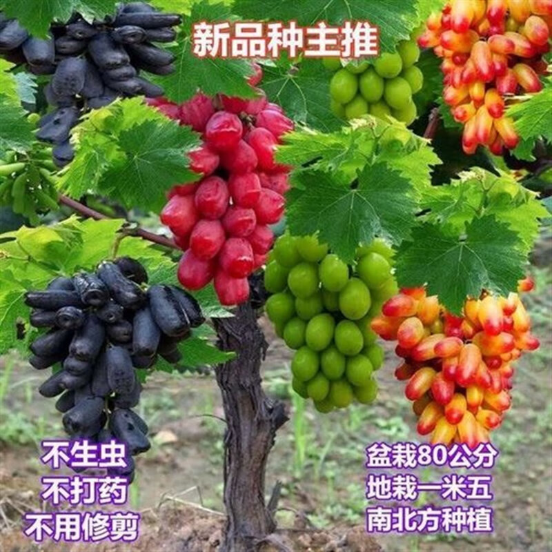 新品种嫁接矮化不搭架葡萄树苖四季葡萄苖盆栽不爬藤无架葡萄果树 10