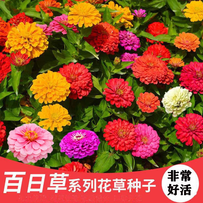 蝶遇户外混合百日草花种易活四季易活重瓣大花庭院耐热耐旱路边绿化