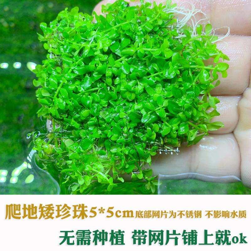 再宠 鱼缸前景草活体水草趴地爬地矮珍珠挖耳牛毛毡迷你矮天湖葵 爬地