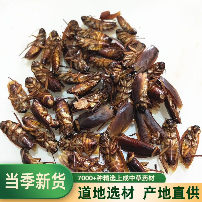 中药材蟑螂 蟑螂干 美洲大蠊 蟑螂 蟑螂虫干 蟑螂粉500克