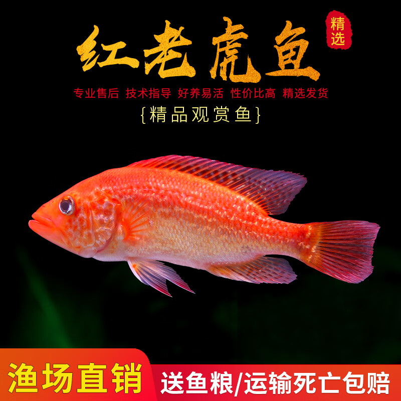 红老虎鱼金老虎活体金玉满堂鱼红头金鲷鱼大型凶猛热带淡水观赏鱼