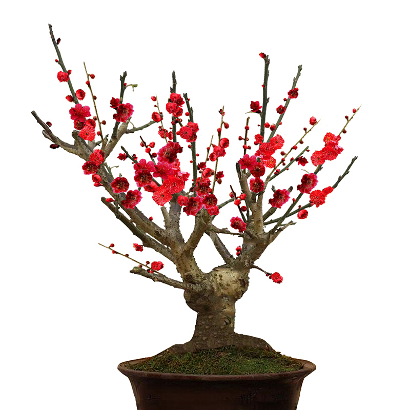 腊梅花树苗 梅花腊梅树苗盆景室内老桩绿植物盆栽耐寒开花 4年红梅 不