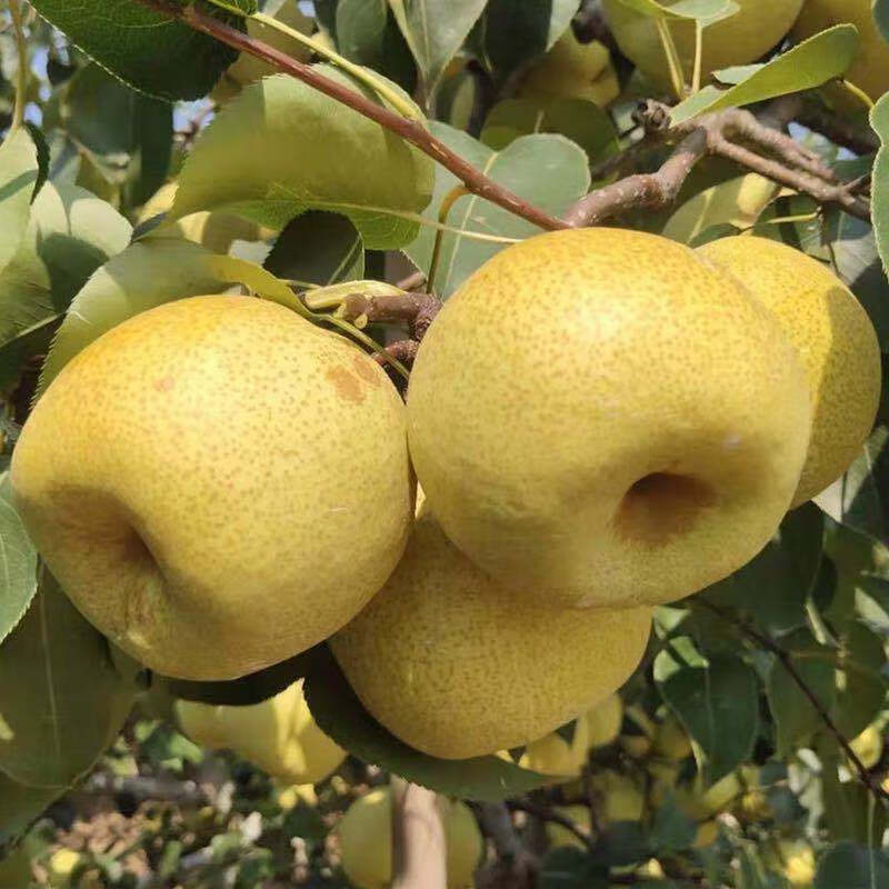 黔农荟萃安徽特产水果砀山梨老树酥梨精选3斤单果约300克脆甜多汁 单