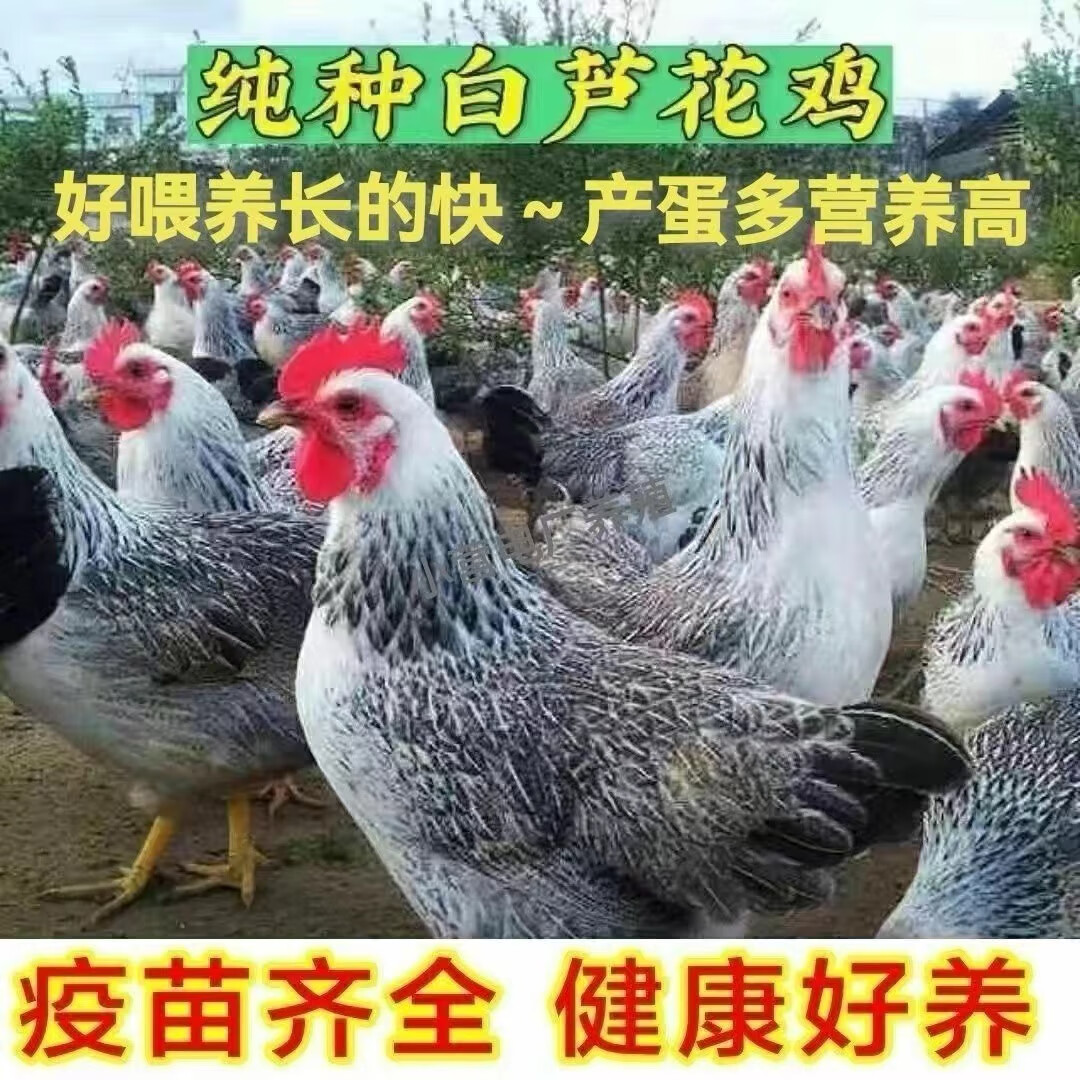 仟芸3斤白芦花鸡苗半大小鸡稻花鸡活苗大种黑芦花鸡彩凤鸡成年下蛋鸡