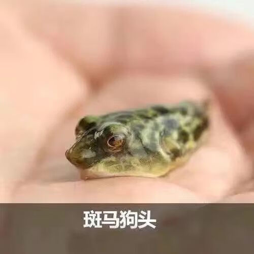 大脸兔斑马狗头鱼v字毛毛凶猛活体网红非洲进口淡水热带观赏鱼包 1-2