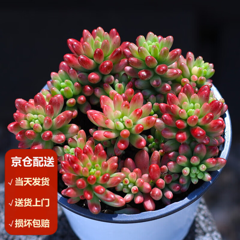 多肉植物盆栽绿植花卉豪华组合多肉植物含盆土种好栽好 虹之玉锦