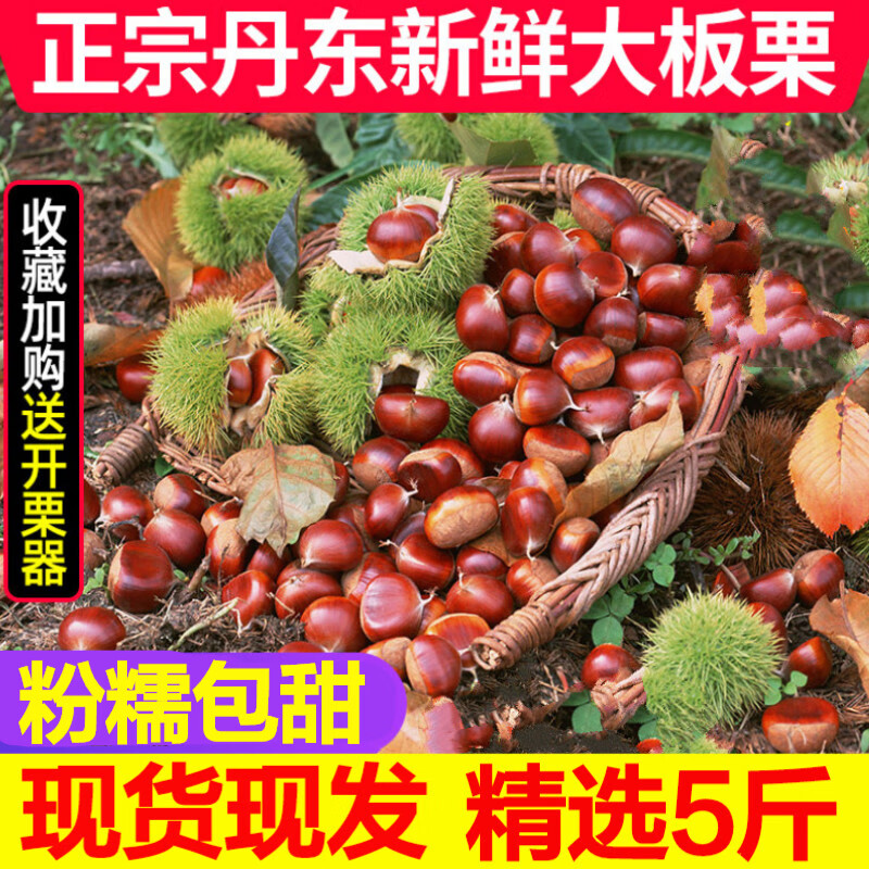 新鲜生板栗 大板栗现摘生栗子 正宗东北特产生板栗 新鲜 大果栗子 粉