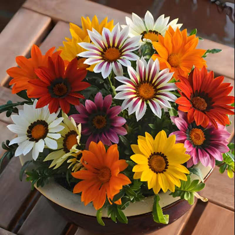 多年生勋章花种籽非洲太阳花室外阳台盆栽花卉种子 勋章菊种子【200粒