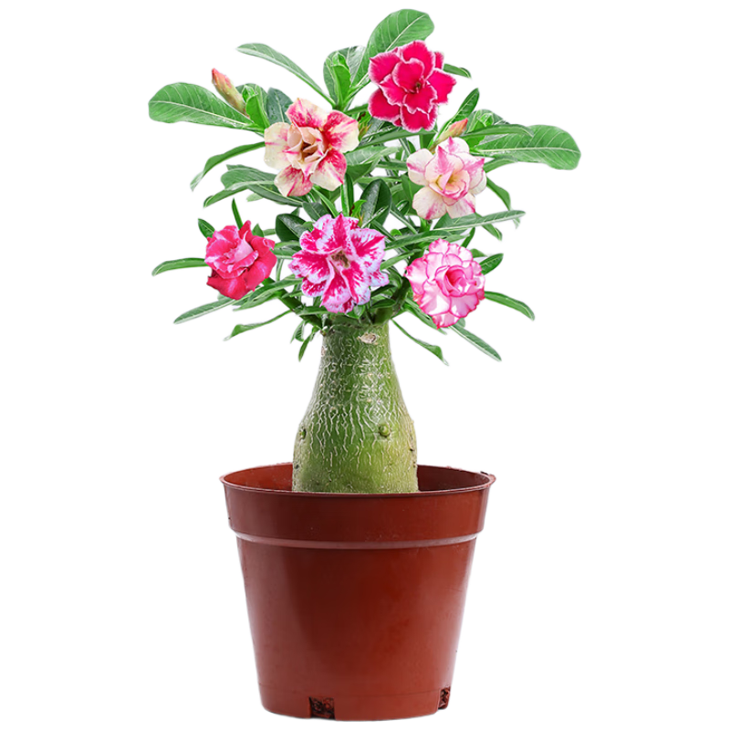 ����������׮���������ͺ�������ֲ �к�ɳĮõ�壨�����裩Դͷֱ�� 28Ԫ