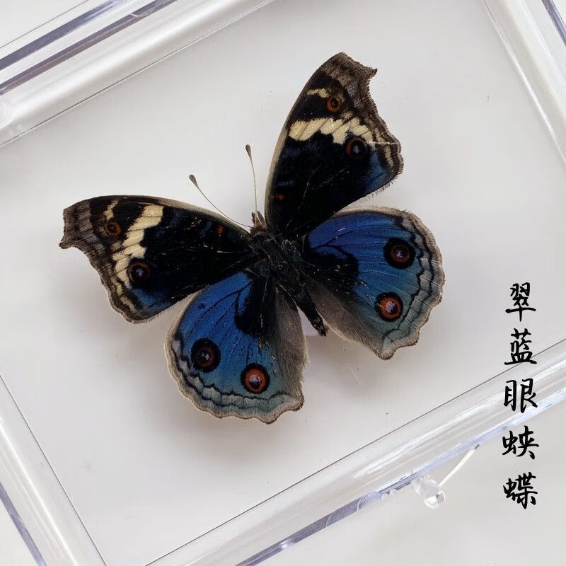 友家语光明女神闪蝶原蝶真蝴蝶标本透明盒装摆件生日礼物拍照道具幼儿