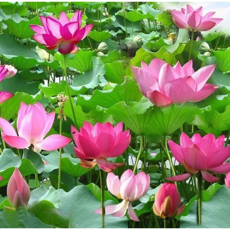 池塘湖泊岸边绿化水道再力花梭鱼草美人蕉千屈菜黄菖蒲苗 大荷花一颗