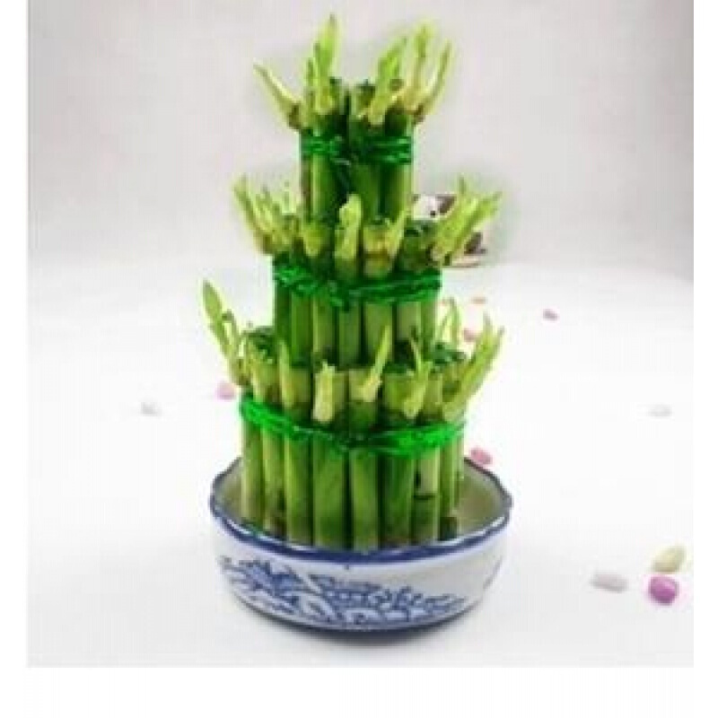 富贵竹竹塔 水培节节高 开运竹富贵塔 室内办公室 三层塑料盆 含盆