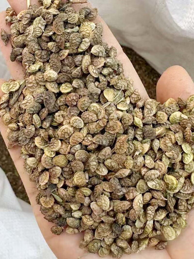 楓隅红豆草种子牧草种籽籽 红豆草种子一斤