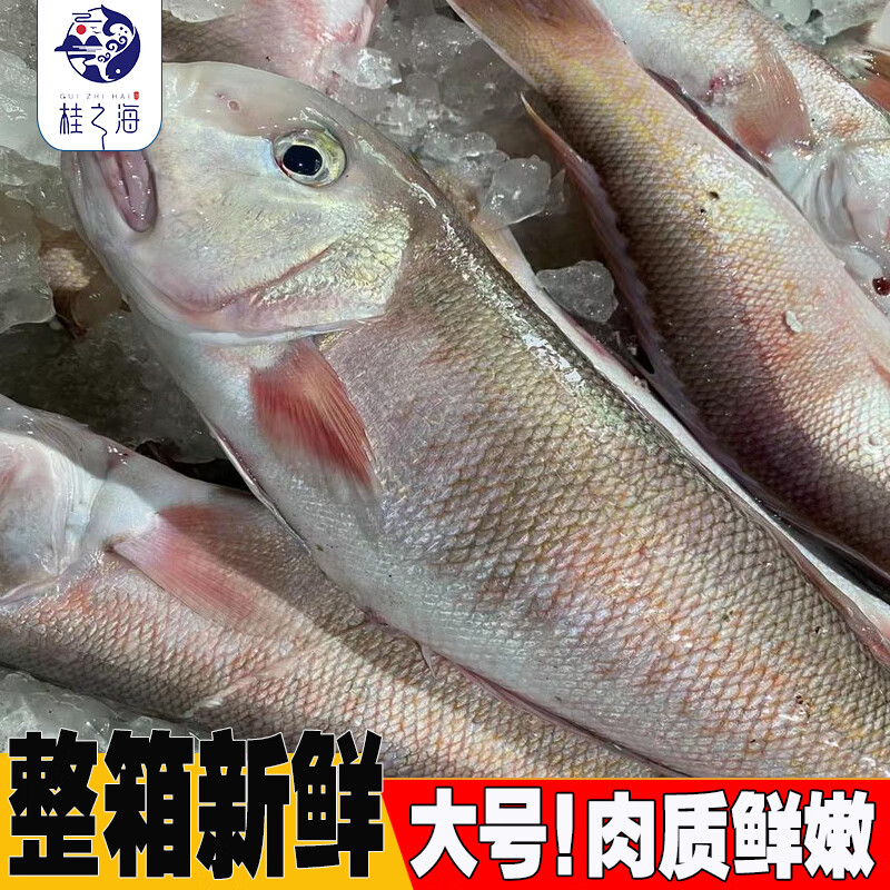 桂之海 桂广西马头鱼新鲜冷冻深海鱼去鳞鳃去内脏免处理特大号甘鲷鱼方头鱼 3条（420-500克/条）新鲜杀好