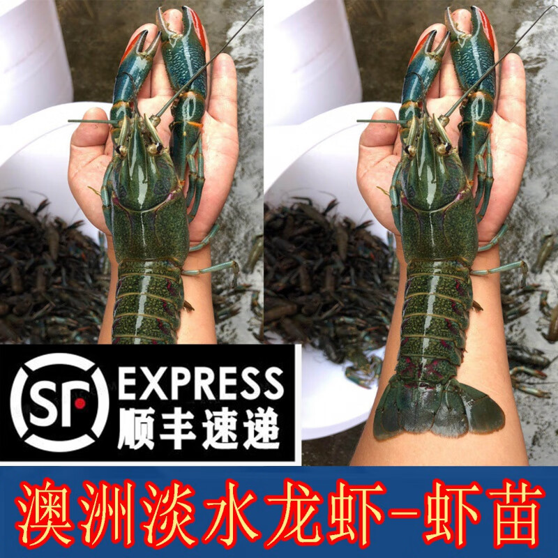 荣郁澳龙种虾小青龙小龙虾澳洲淡水龙虾成品虾苗外塘养殖苗 12-16厘米1公1抱卵母虾