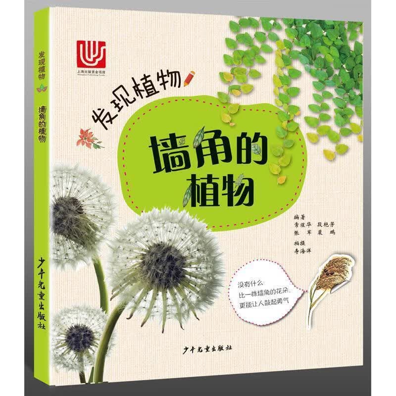 墙角的植物