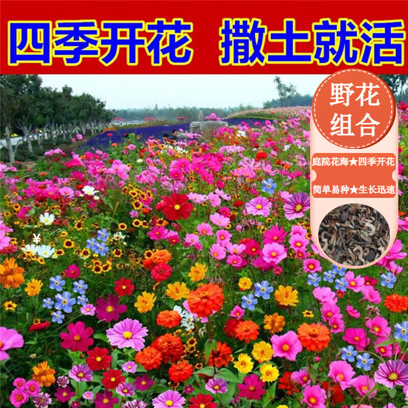 ����԰�ָ�ɣ�����Ӱ��˲�˹������ͥԺ���Ѳݻ�����ļ������׻����⻨�� ��ɫҰ���������һ��