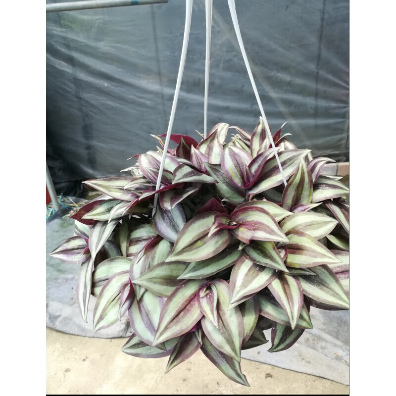 醉春木办公桌绿植吊竹梅紫竹吊兰紫叶吊篮竹节吊兰吸甲醛绿植盆栽 吊
